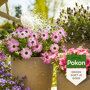 Pokon Terras en Balkon Plantenvoeding Wateroplosbaar sfeer